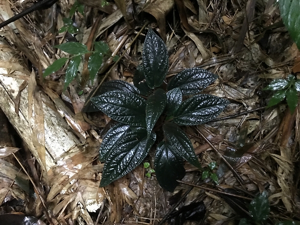 紺ソネリラ Sonerilla sp.Di Linh Plateau VietNam p*n様 青光りSonerila  Linh Plateau,Vi - メルカリ